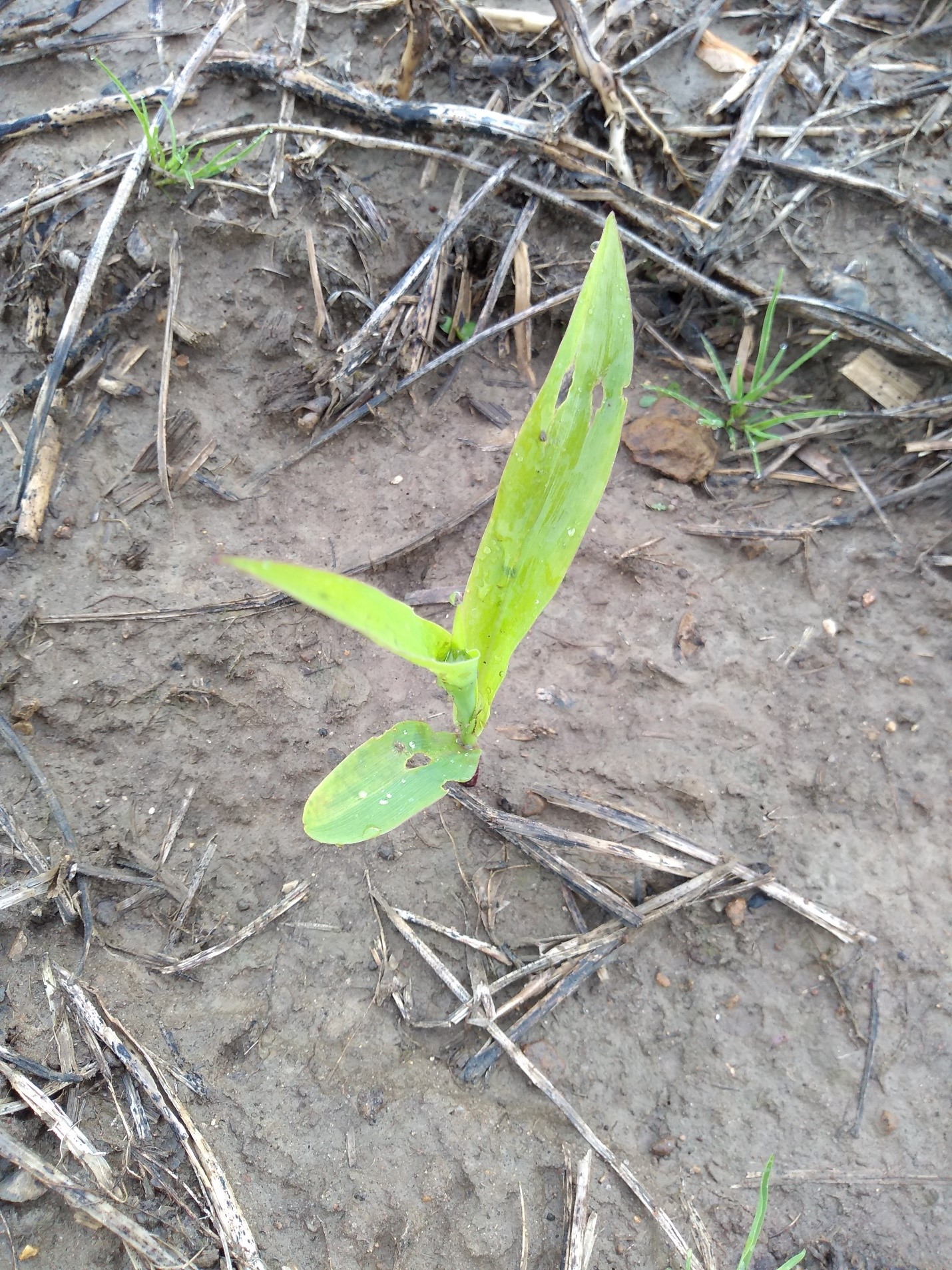 Corn emerging